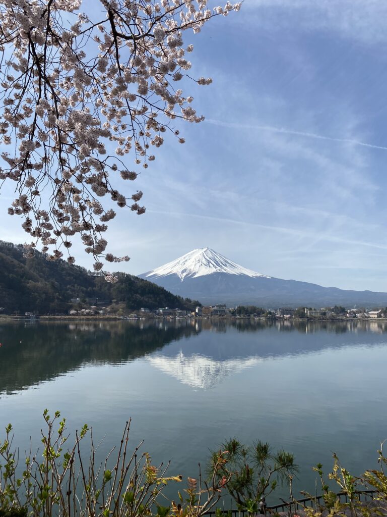 桜と富士山